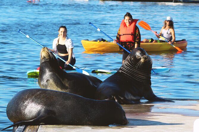 2-Hour Kayak or Paddleboard with Sea Lions in Marina del Rey - Final Thoughts: Is It Worth It?