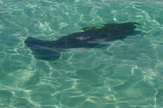 2 Hours Swim with the Dolphins in Panama City - Starting Point and Meeting Arrangements