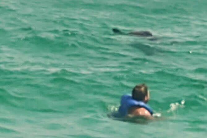 2 Hours Swim with the Dolphins in Panama City - Timing, Group Size, and Value