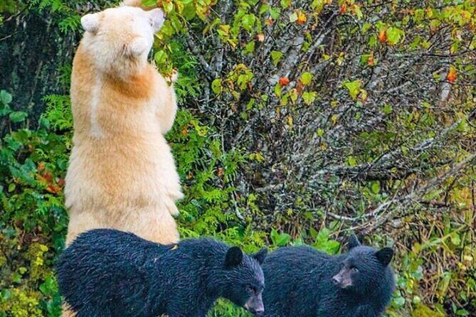 2 hr Private Custom Tour of Ketchikan (4 people) Wildlife + More - A Closer Look at the Itinerary