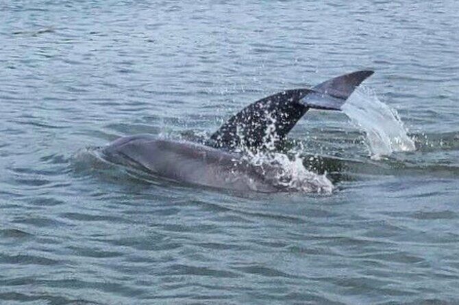 Charleston Dolphin Cruise Scenic Harbor Adventure - Who Will Enjoy This Tour?