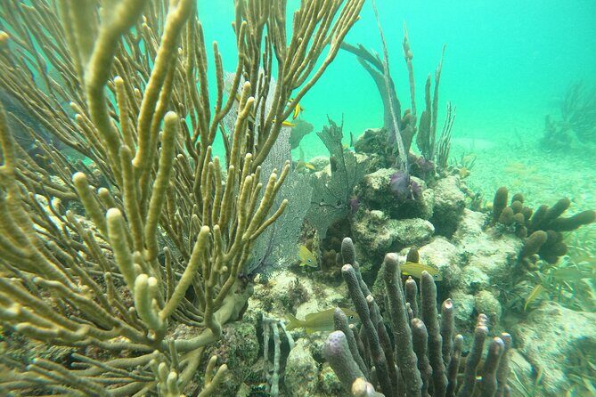 Costa Maya, snorkeling on the reef with fish, looking for turtles - The Value and Cost Breakdown