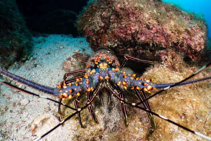 Cozumel Discover Scuba Diving from boat - Practical Details and Logistics