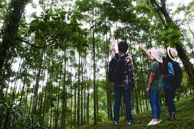 Forest Research Institute Malaysia (FRIM) Nature Trekking Tour - The Journey to FRIM: A Scenic Start