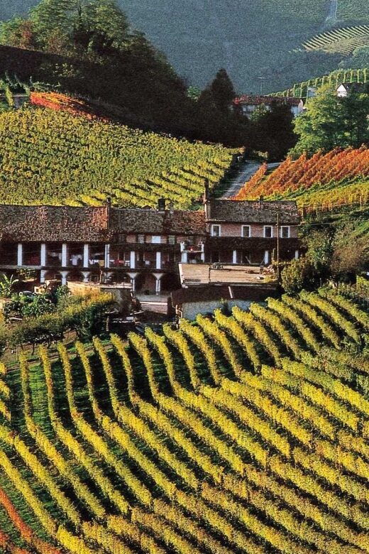 Full-Day Langhe Region Tour with Wine Tasting Experience - Practical Considerations