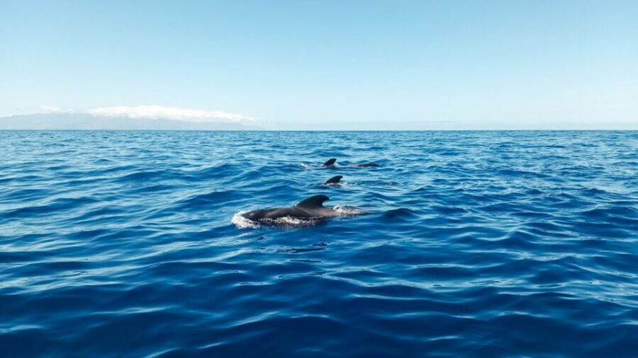 Los Gigantes: Whales and Dolphin Watching Cruise with Lunch - Who Will Love This Tour?