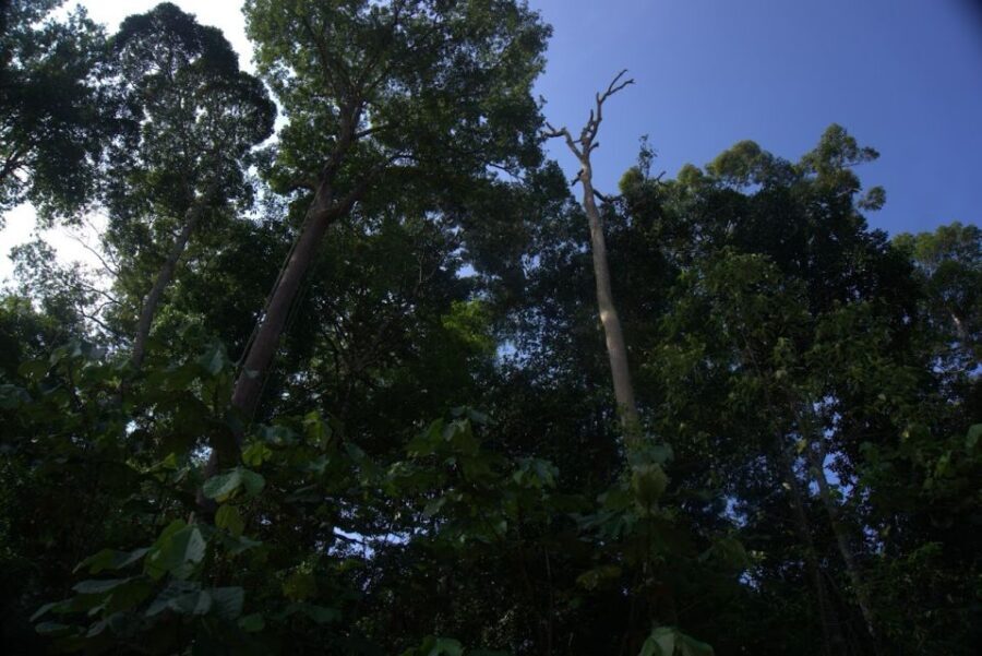 Malaysia: Gunung Panti Forest Reserve Guided Nature Tour - Who Will Love This Tour?