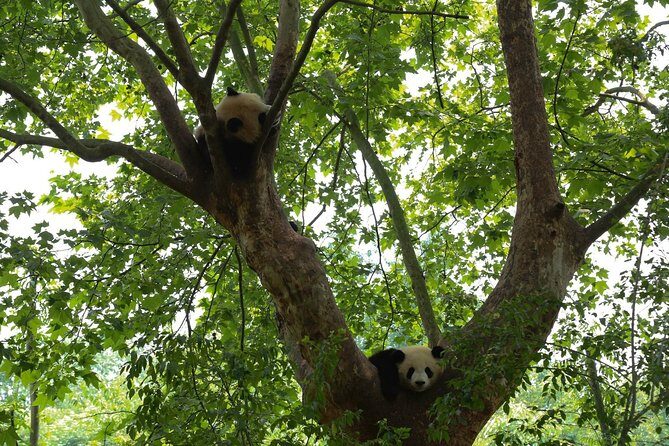 Private Day Tour: Chengdu Panda Base & downtown walking tour - Final Thoughts