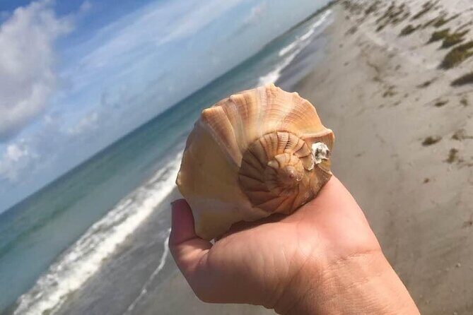 Private Shell Key Island Adventure Dolphins And Shells - Who Should Consider This Tour?