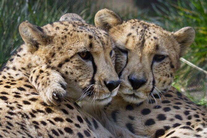 Sacramento Zoo General Admission Ticket - The Itinerary: What’s Happening During Your Visit