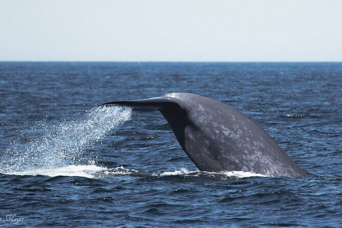 San Diego Whale/Dolphin Watching Cruise Aboard Luxury Vessel - Who Will Love This Tour?