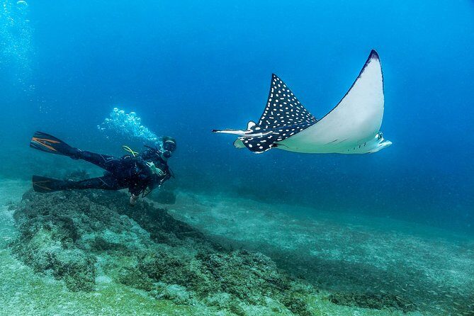 Scuba Diving with a 5-Star PADI Center in Puerto Vallarta - Who Should Book This?