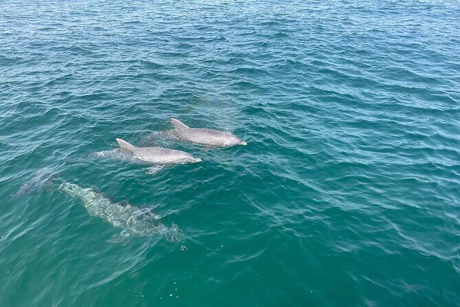 Shell Island Dolphin and Snorkel Boat Tour - Why This Tour Works for You