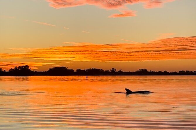 Sunset Kayaking with Dolphins - The Experience and Its Value