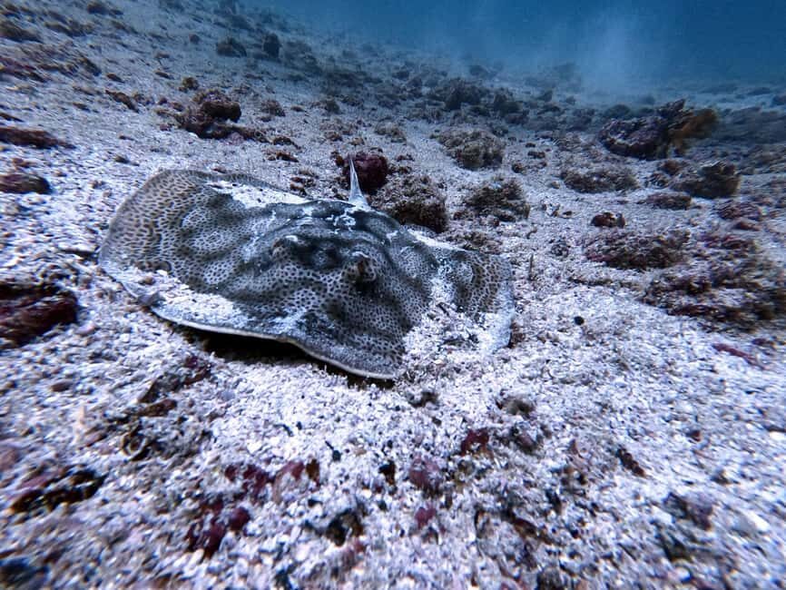 Tamarindo: Guided Snorkeling Tour with Marine Life Spotting - Safety and Comfort Considerations