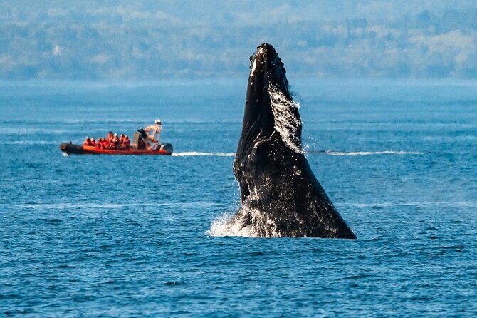 Victoria: Winter Whale Watching & Marine Wildlife Tour - An In-Depth Look at the Experience