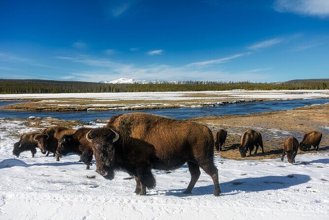 Yellowstone's Lamar Valley & Picnic Private Tour + Wildlife Guide - Practical Details and Tips